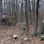 exploatare-lemn-abrud-ocolul-silvic